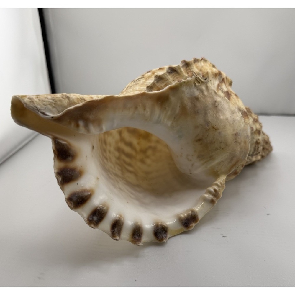 Set Of 8 VTG Estate Sea Shells Inclu. Various Sizes And Types + 10" Conch - Picture 15 of 16